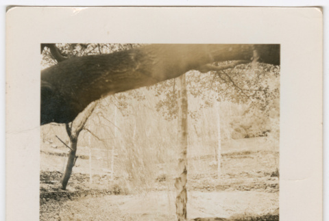 Trees (ddr-densho-377-2260)