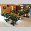 Plants at the KGF office ready to be picked up for Spring 2020 Plant Sale (ddr-densho-354-2787)