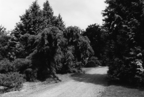 Weeping White Pines (ddr-densho-354-689)