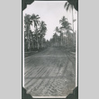 Road through palm trees (ddr-ajah-2-652)