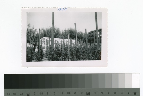 Beans growing in front of a greenhouse (ddr-densho-255-56)