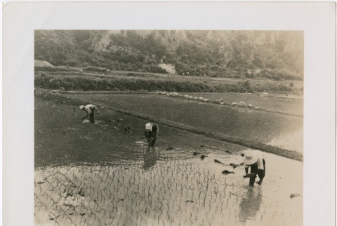 Farmers planting rice (ddr-densho-299-9)