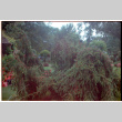 Pine tree (ddr-densho-377-2423)