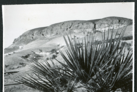 Photograph of a desert plant in front of a swimming pool in Death Valley (ddr-csujad-47-120)