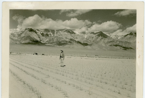 Potato field after storm of June 1, 1943 (ddr-csujad-47-57)