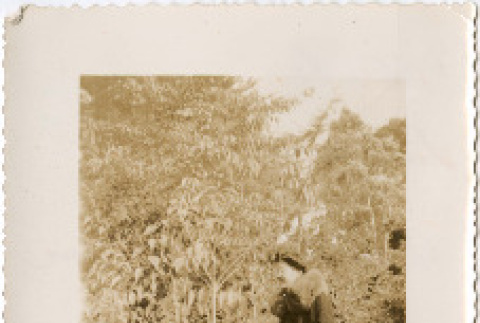Photo,  front and back (ddr-densho-426-1418-mezzanine-24649da3ed)