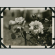 Rose bush (ddr-densho-359-546)