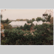 Greenhouse (ddr-densho-377-2062)