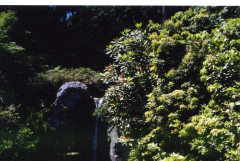 (Don Brooks) Photos of Kubota Garden (ddr-densho-354-1706)
