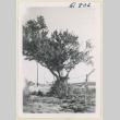 Tree at Gila River (ddr-densho-37-1809)