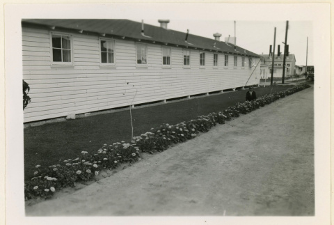 Flowers outside the Caucasian quarters (ddr-densho-37-1041)