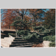 Tree (ddr-densho-377-1985)