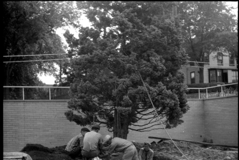 Four men planting large tree (ddr-densho-377-1564)