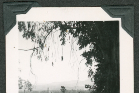 UC Berkeley campus building and trees (ddr-densho-475-543)