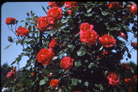 Roses (ddr-one-1-522)