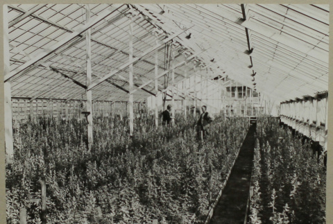 Carnation greenhouse (ddr-densho-357-724)