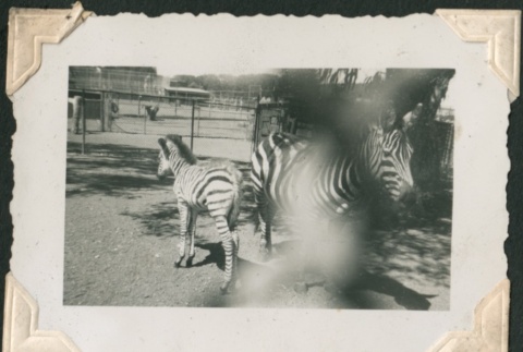 Zebras in a zoo (ddr-densho-321-157)