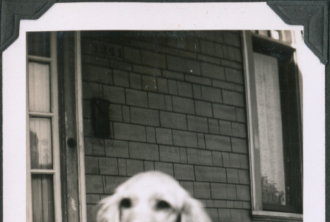 Photo of a dog (ddr-densho-483-1299)