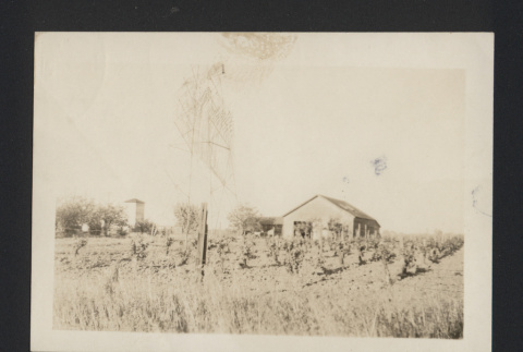 Richard Fujii farm, front grape field (ddr-csujad-55-2583)