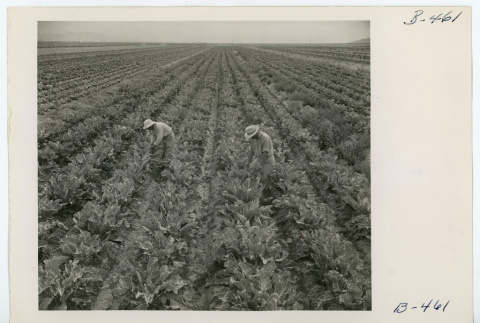 Farmers tending to cauliflower plants (ddr-densho-37-2164)