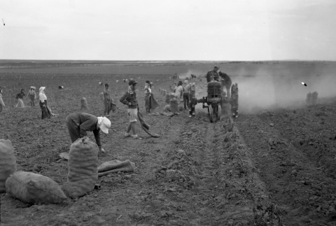 Women harvesting potatoes (ddr-fom-1-47)