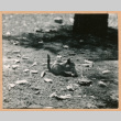 Chipmunk (ddr-densho-468-286)