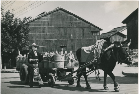 Japanese farmer drives his ox pulling his cart (ddr-densho-299-183)