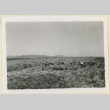 Harvesting at a daikon seed ranch (ddr-densho-37-1393)