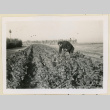 Mr. Nakata tending to zinnias (ddr-densho-37-1196)
