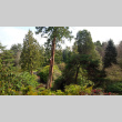 View into historic Garden from Mountainside (ddr-densho-354-2270)