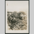 floral wreaths (ddr-densho-378-299)
