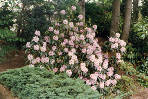 Blooming Rhododendron in the Garden (ddr-densho-354-536)