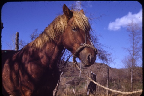 Horse outside (ddr-one-1-446)