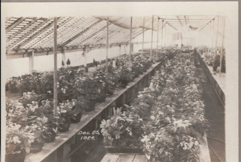 Mixed plant green house (ddr-densho-441-96)