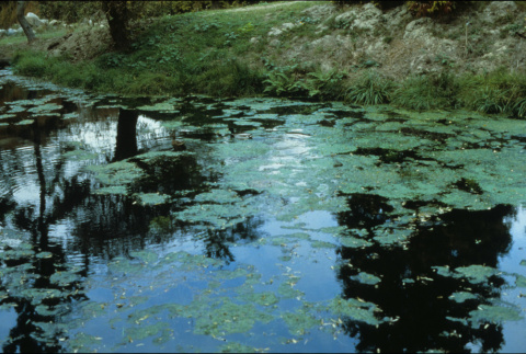 Spring Pond before regrading work (ddr-densho-354-2613)