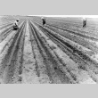 Japanese Americans irrigating carrot field (ddr-densho-2-44)