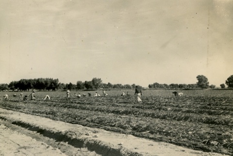 Camp inmates harvesting onions (ddr-densho-159-94)