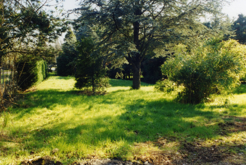 Leyland hedge on left, Fera Fera Forest behind (ddr-densho-354-814)