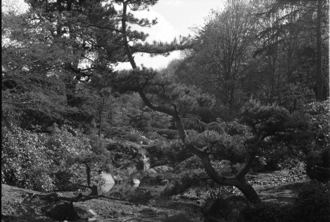 Looking upstream from Heart Bridge toward pine tree and pond (ddr-densho-354-1950)