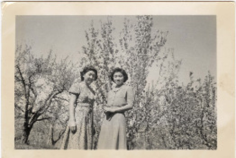 Dorothy and Ruth Morita standing by flowering trees (ddr-densho-409-27)