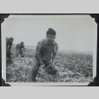 Man working in farm field (ddr-densho-359-1438)
