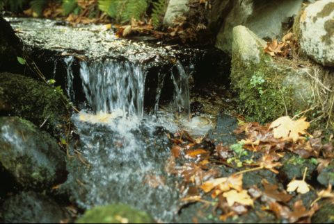 Small waterfall between 4th and 5th Ponds (ddr-densho-354-2664)