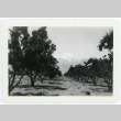 Photograph of the Manzanar orchards (ddr-csujad-47-344)