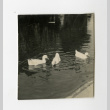 Ducks in a pond in the Poston camp (ddr-csujad-38-214)