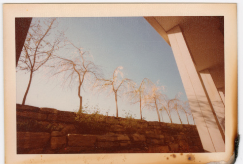 Line of trees (ddr-densho-377-2180)