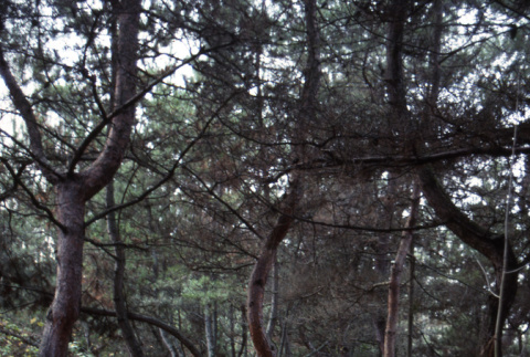 Dancing Pines (ddr-densho-354-1221)