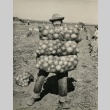 Camp inmate harvesting onions (ddr-densho-159-85)
