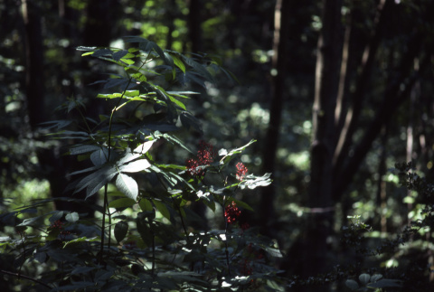 Sambucus (red elderberry) (ddr-densho-354-1095)
