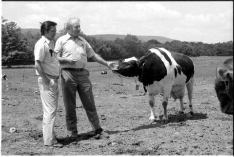 William Kochiyama and Robert H. Foote with cows (ddr-densho-1007-1351)