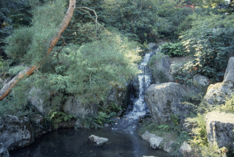 Waterfall with leaning pine (ddr-densho-354-2035)